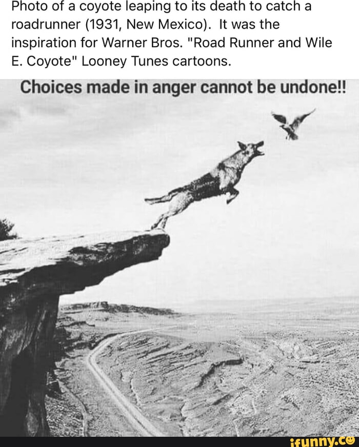 Photo of a coyote leaping to its death to catch a roadrunner (1931, New