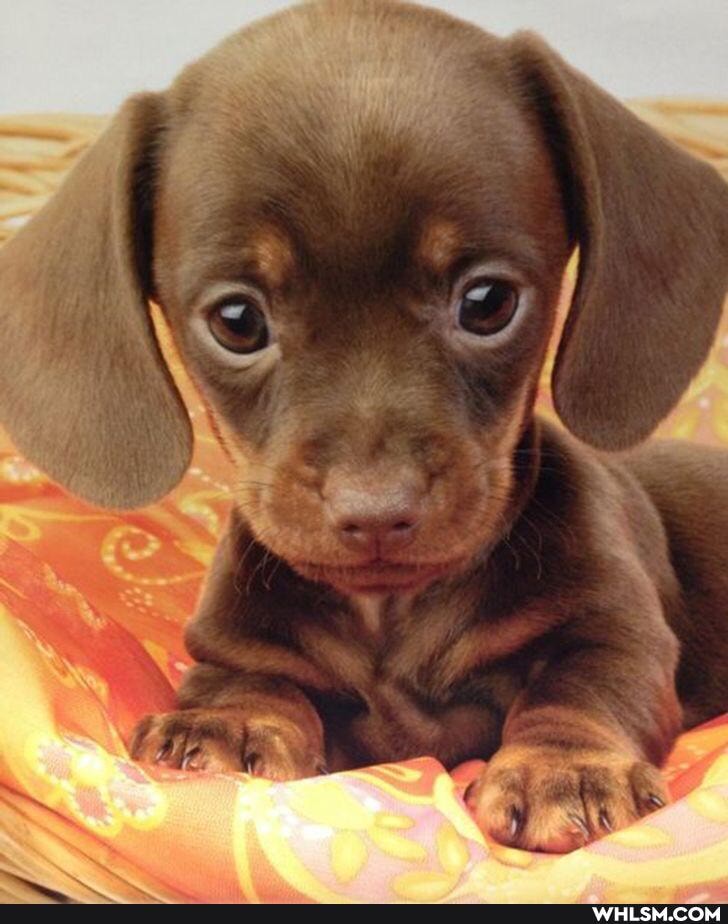 aww, cute_animal, baby_animals