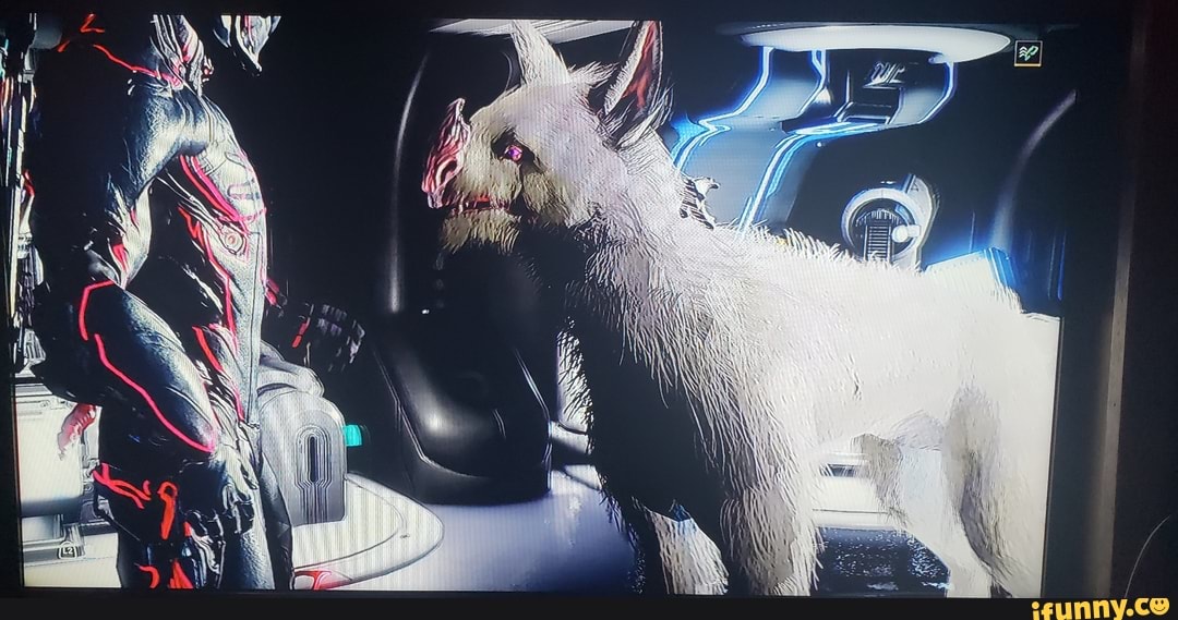 warframe, kubrows, rare