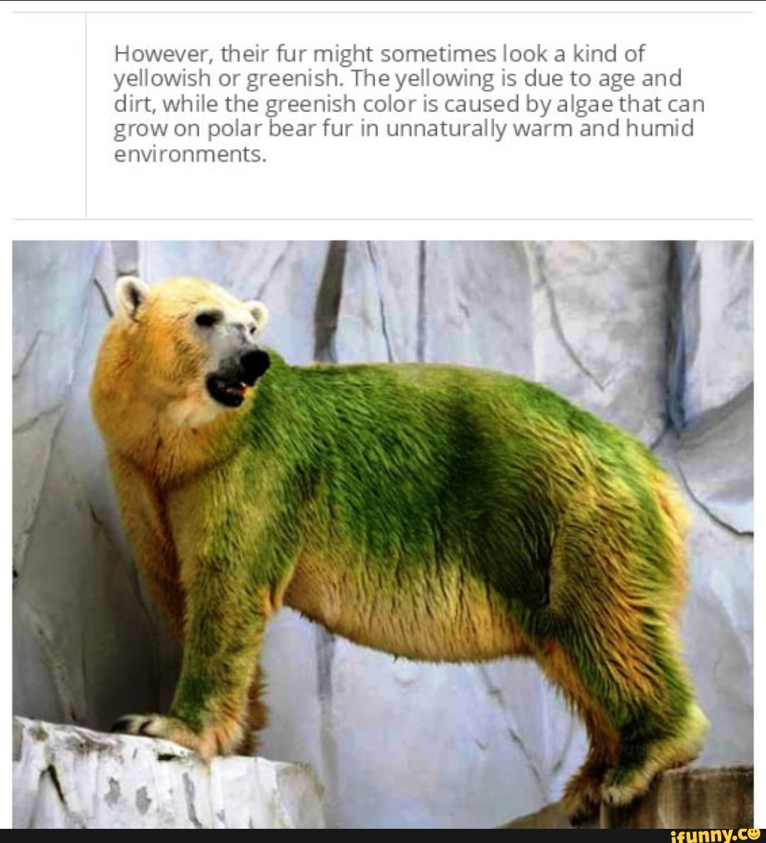 Yellowing memes. Best Collection of funny Yellowing pictures on iFunny