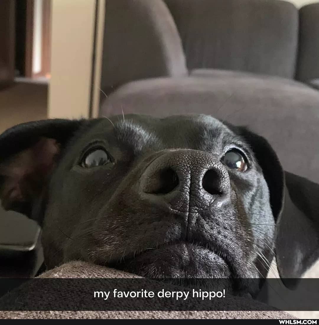 my favorite derpy hippo!