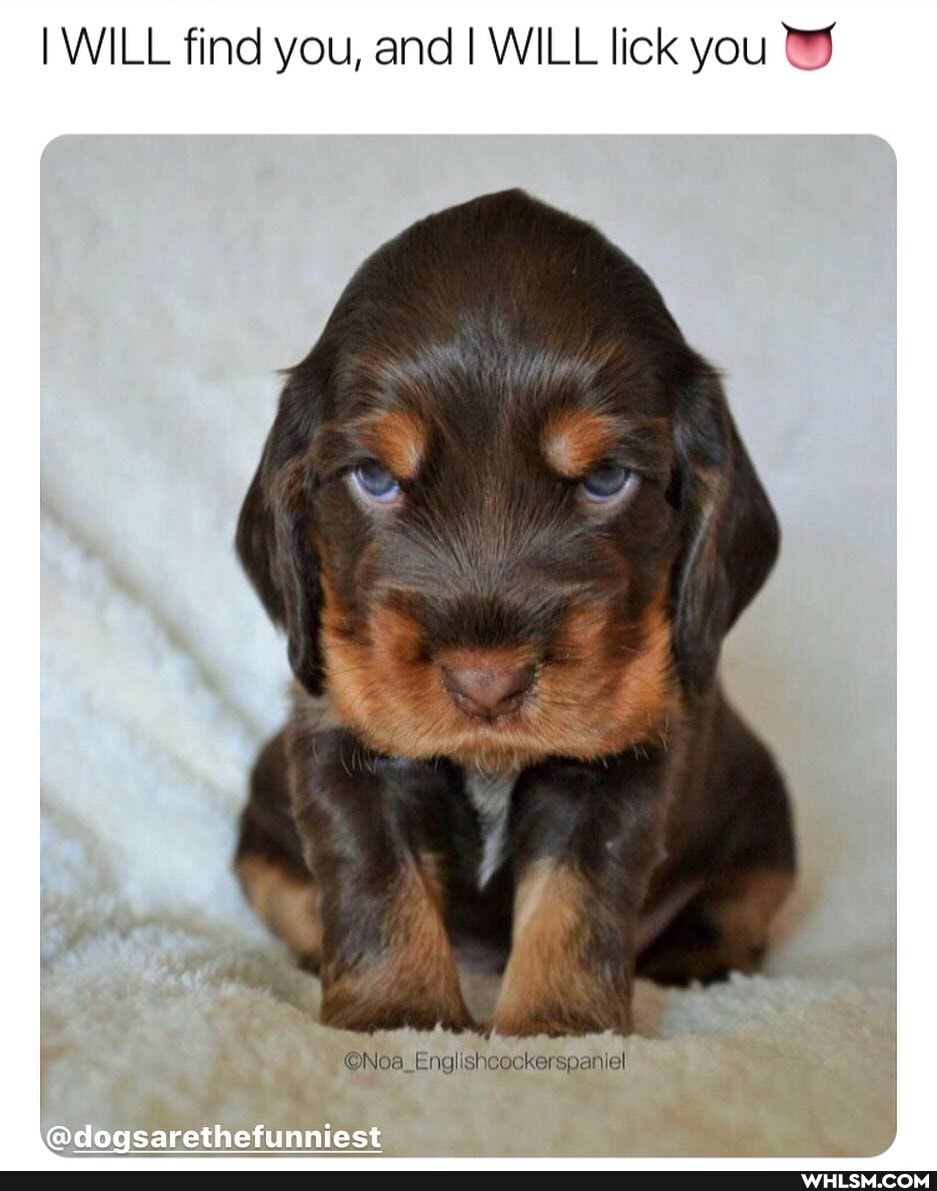 I WILL find you, and I WILL lick you
@dogsarethefunniest