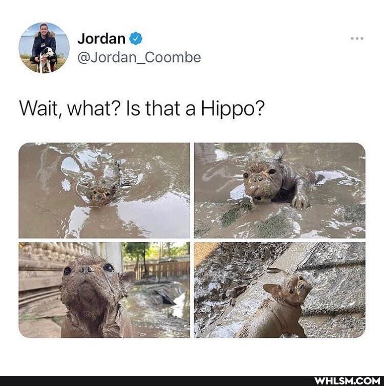 Jordan
@Jordan_Coombe
Wait, what? Is that Hippo?
it
Wa