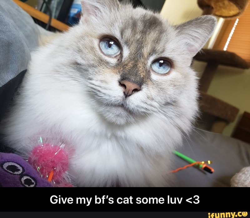 Give my bf's cat some luv <3 - Give my bf’s cat some luv <3