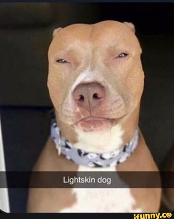 Lightskin dog iFunny