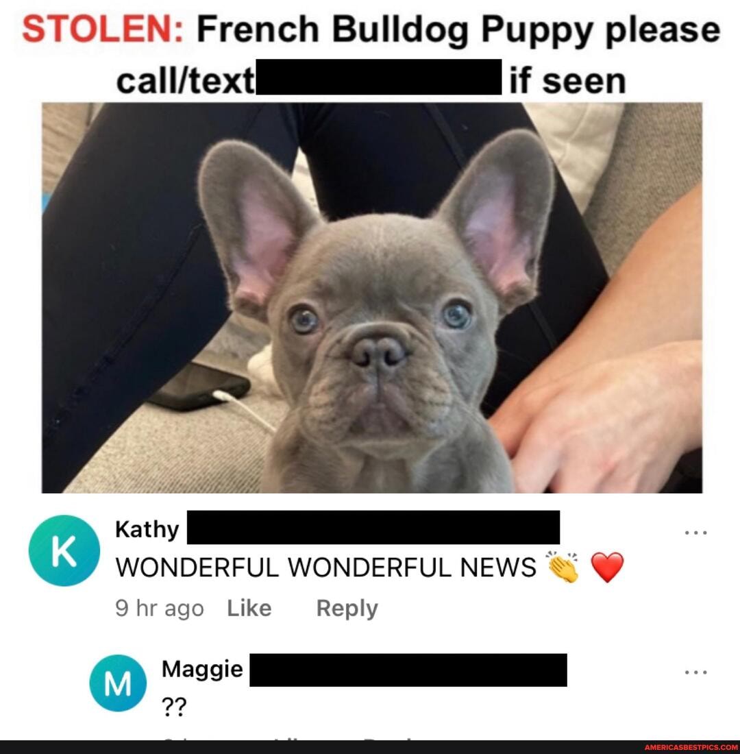 STOLEN: French Bulldog Puppy please if seen
Kathy
WONDERFUL WONDERFUL NEWS ago Like Reply
Maggie