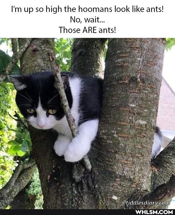 I'm up so high the hoomans look like ants!
No, wait...
Those ARE ants!
