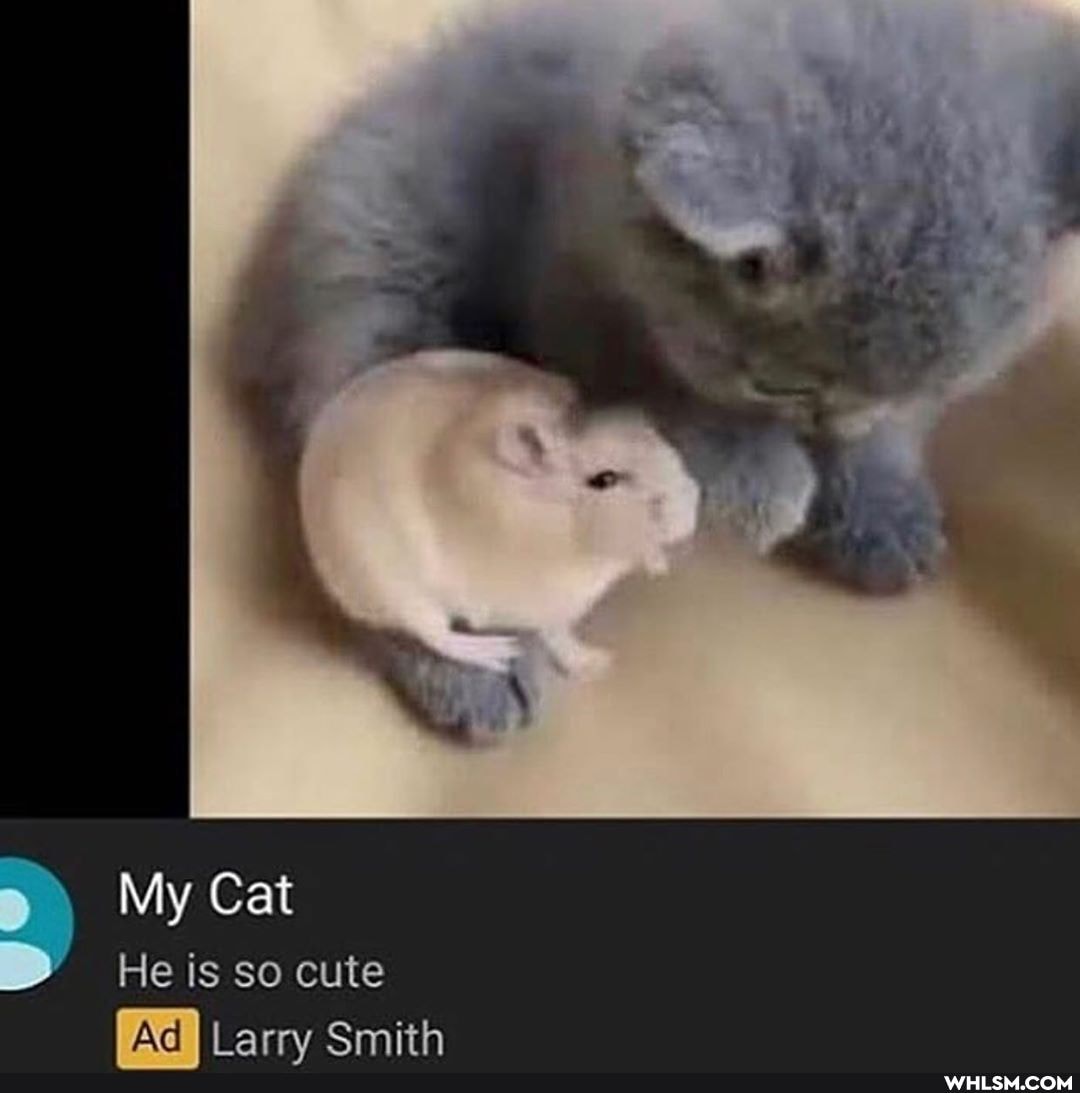 My Cat
He is so cute
Smith