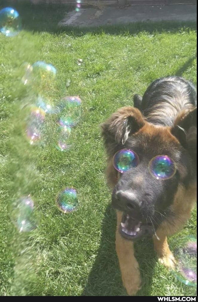 dog, lol, bubbles, juxtaposition