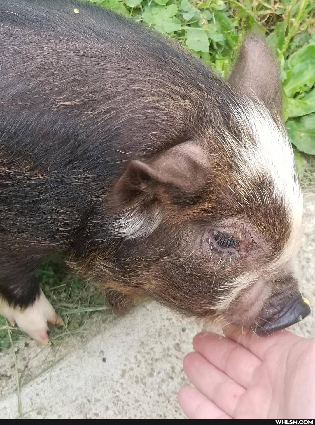 petshow2020, weirdandwonderful2020, baby_animals