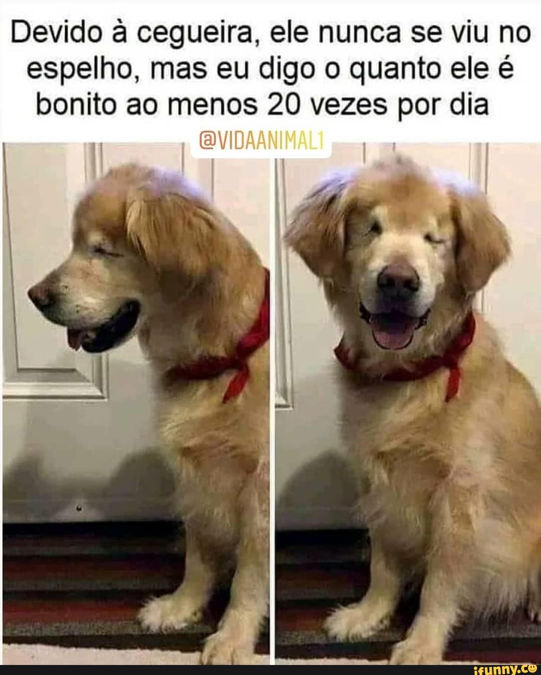 Devido a cegueira, ele nunca se viu no espelho, mas eu digo o quanto ele é bonito ao menos 20 vezes por dia