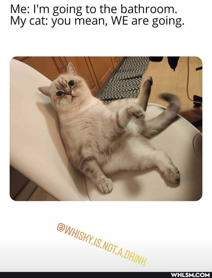 Me: I'm going to the bathroom.
My cat: you mean, WE are going.