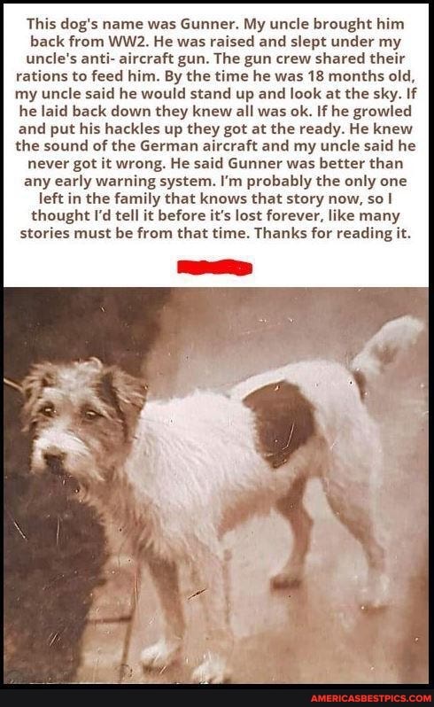 This dog's name was Gunner. My uncle brought him back from He was raised and slept under my uncle's anti- aircraft gun. The gun crew shared their rations to feed him. By the time he was 18 months old, my uncle said he would stand up and look at the sky. If he laid back down they knew all was ok. If he growled and put his hackles up they got at the ready. He knew the sound of the German aircraft and my uncle said he never got it wrong. He said Gunner was better than any early warning system. I'm probably the only one left in the family that knows that story now, so! thought I'd tell it before it's lost forever, like many stories must be from that time. Thanks for reading it.