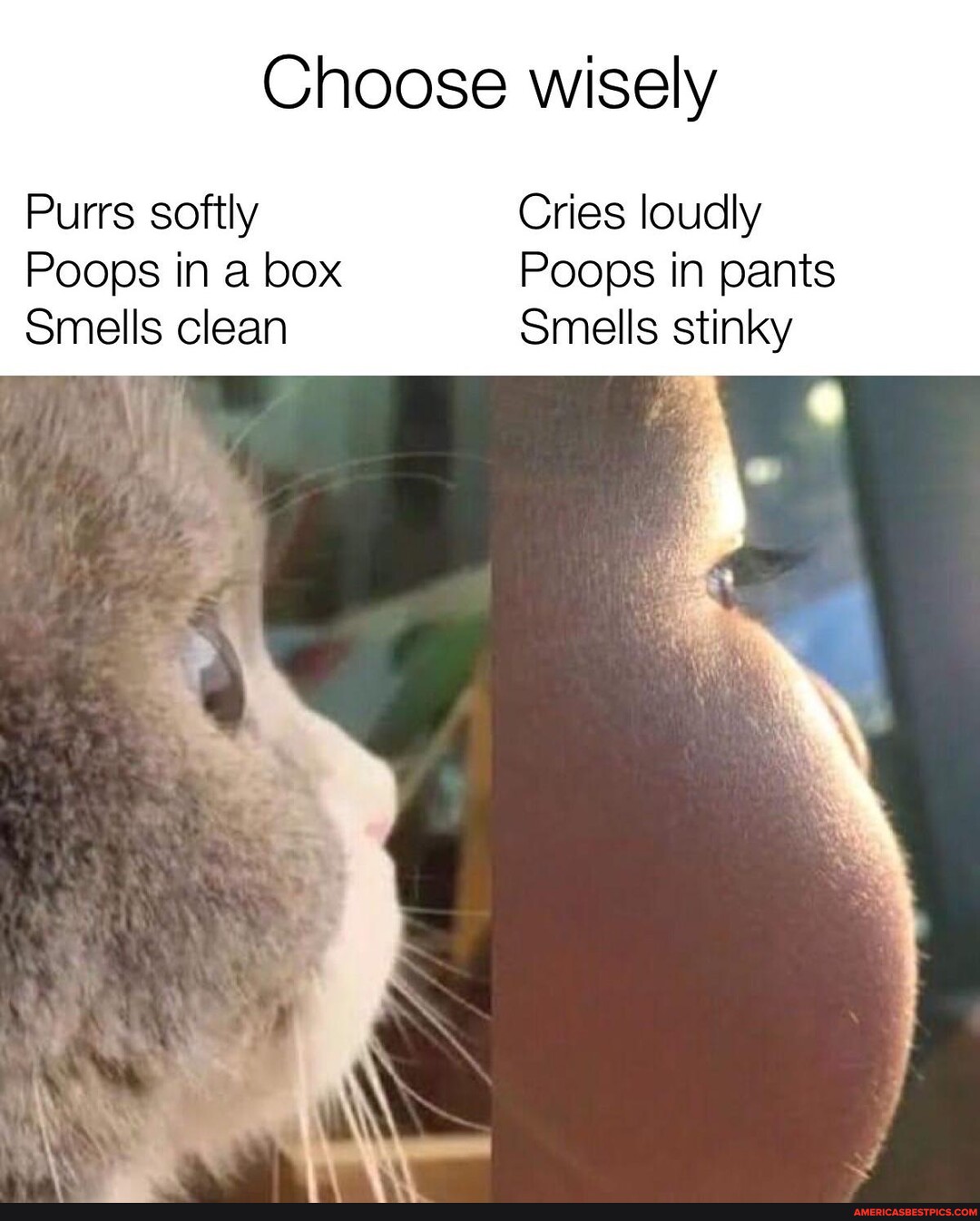 Choose wisely Purrs softly Cries loudly Poops in a box Poops in pants
