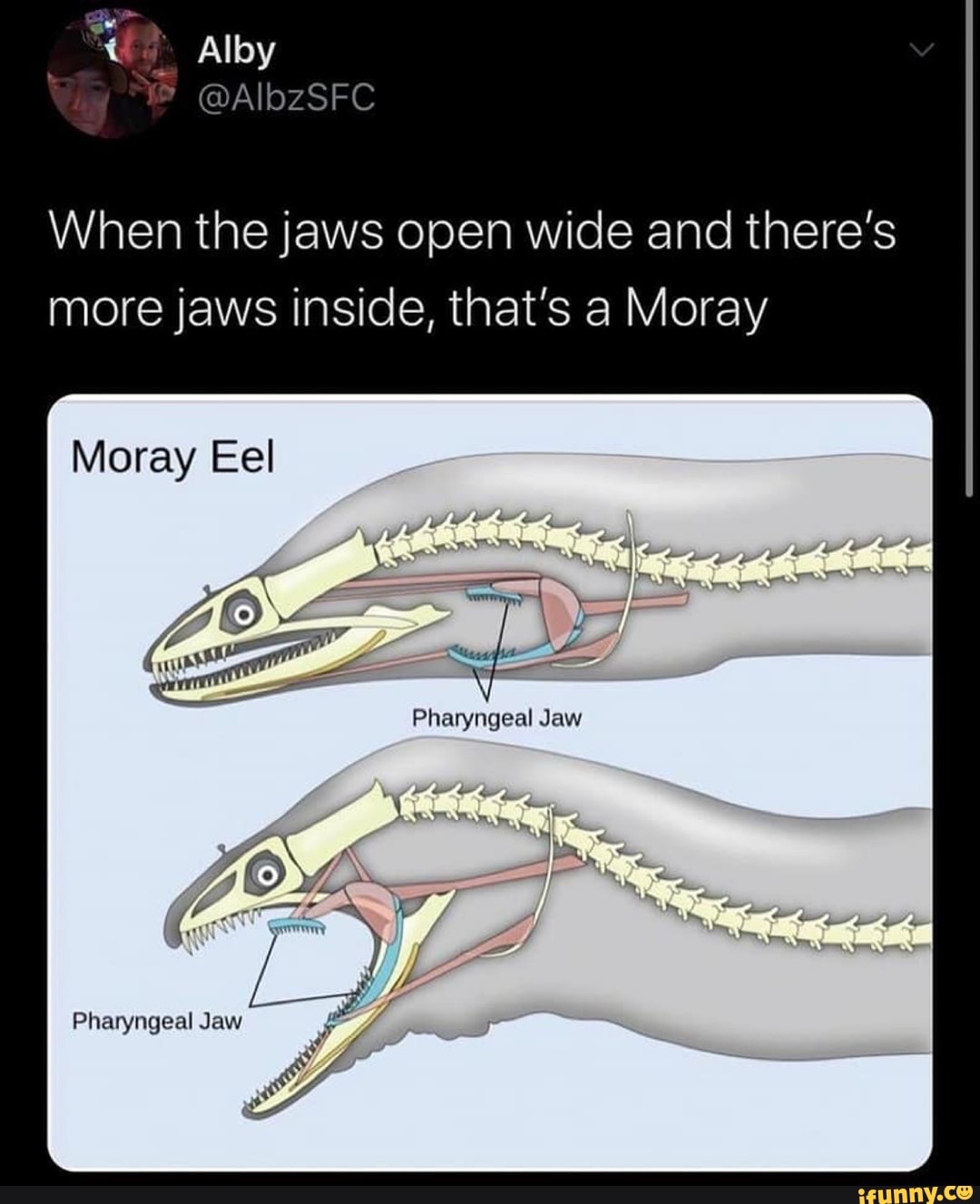 Alloy When the jaws open wide and there's more jaws inside, that's a