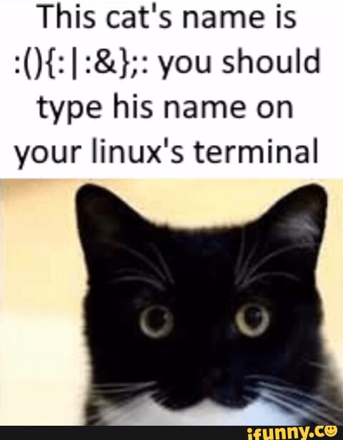 This cat's name is I you should type his name on your linux's terminal ...
