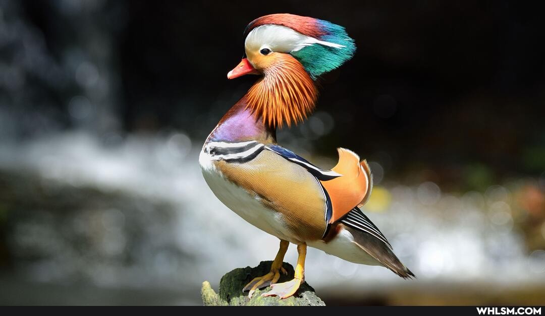 ducks, dayinthelifeofazookeeper, zoo, exotic_animals
