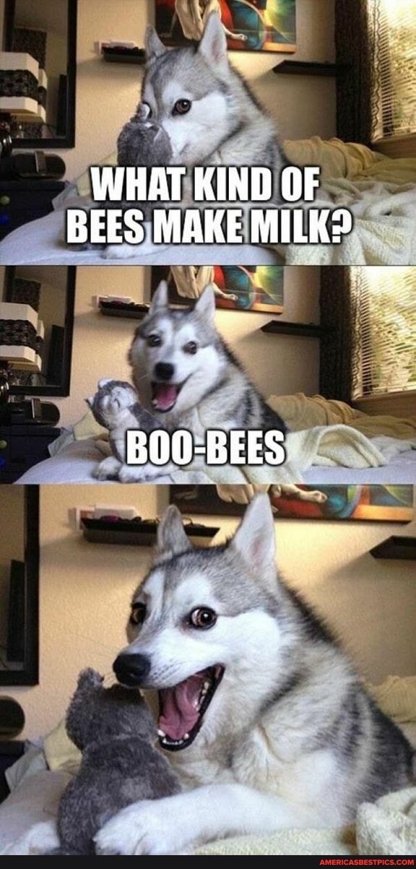 BEES MAKE MILK?
BOO-BEES