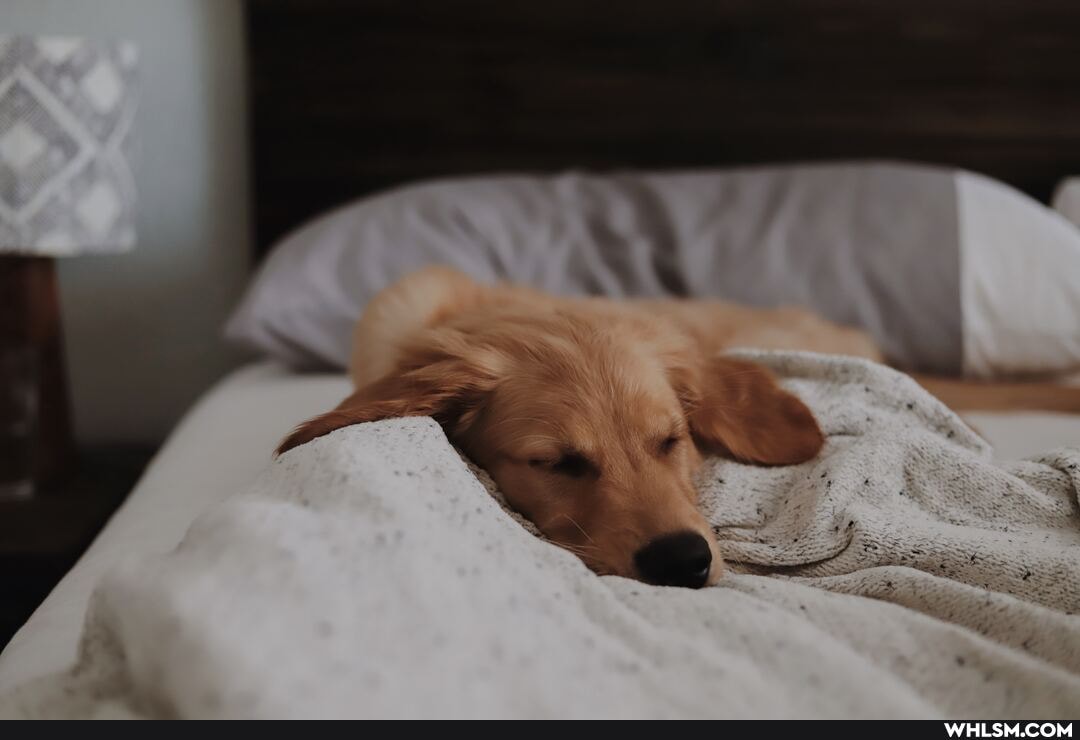 dogs, cute_animal, dog, baby_animals