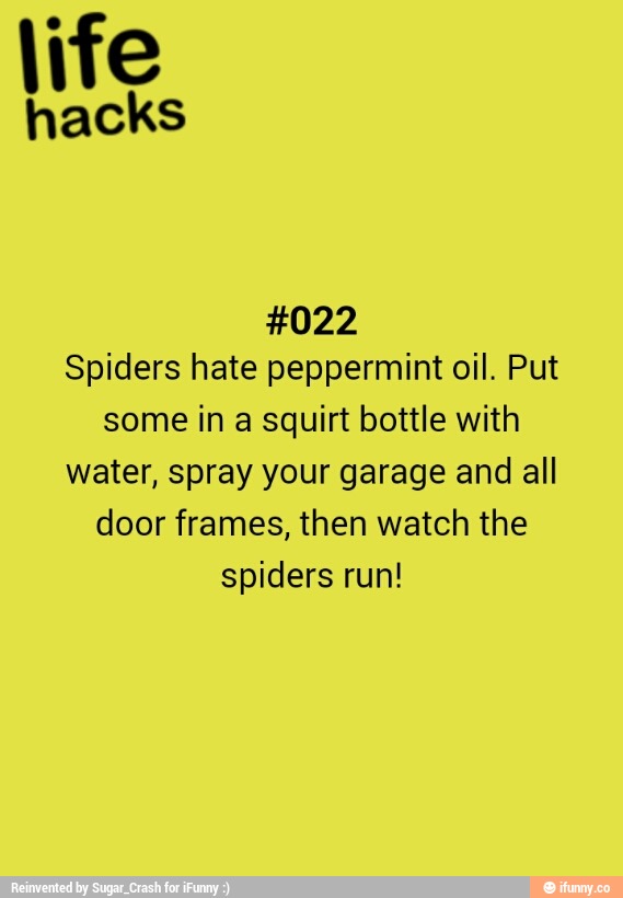 Life hacks 022 Spiders hate peppermint oil, Put some in a squirt