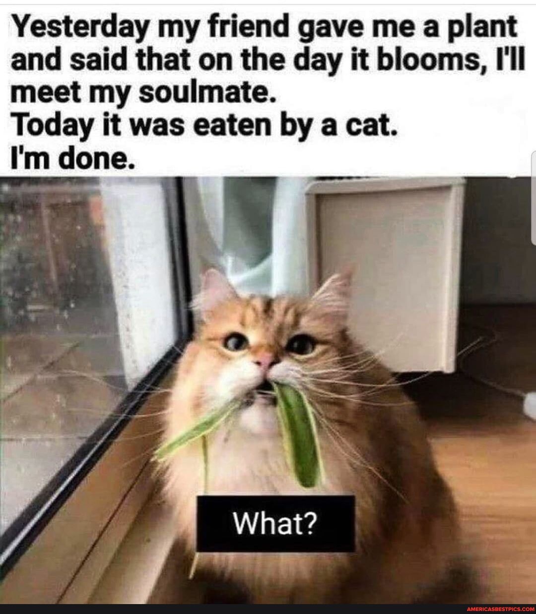 Yesterday my friend gave me a plant and said that on the day it blooms, I'll meet my soulmate.
Today it was eaten by a cat.
hat?
I'm done.