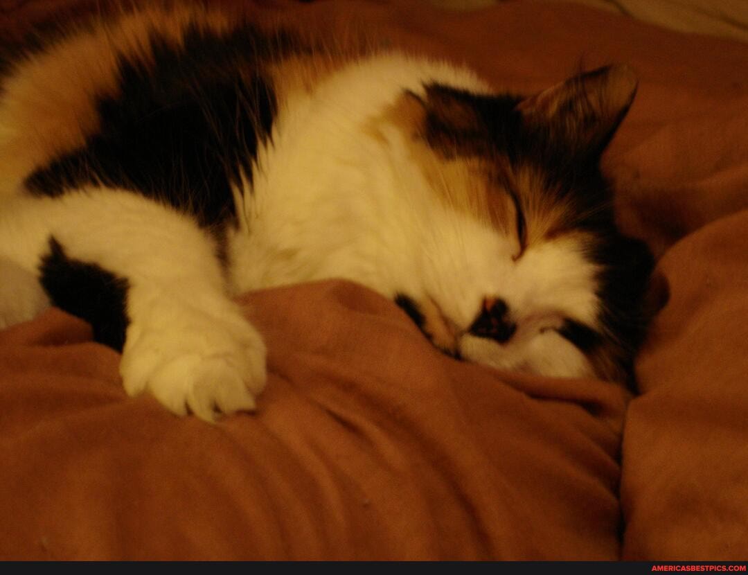 cats, kittens, cute, pets