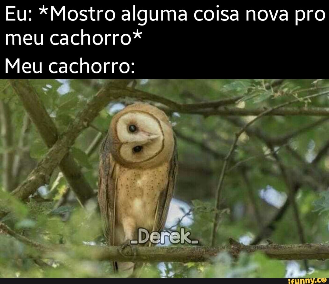 Eu: *Mostro alguma coisa nova pro meu cachorro*
Meu cachorro: