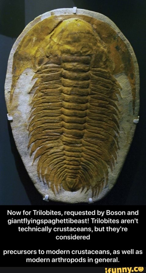 Now for Trilobites, requested by Boson and
giantflyingspaghettibeast! Trilobites aren't
technically crustaceans, but they're
considered
precursors to modern crustaceans, as well as
modern arthropods in general. - precursors to modern crustaceans, as well as modern arthropods in general.