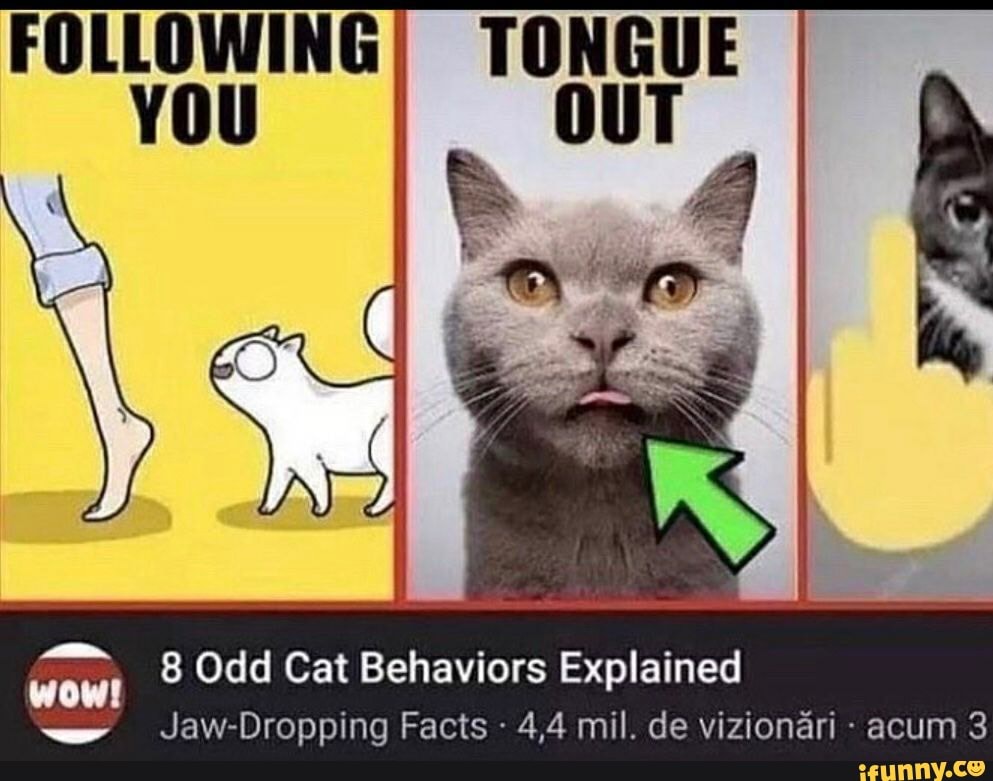 FOLLOWINGI TONGUE OUT 8 Odd Cat Behaviors Explained JawDropping Facts