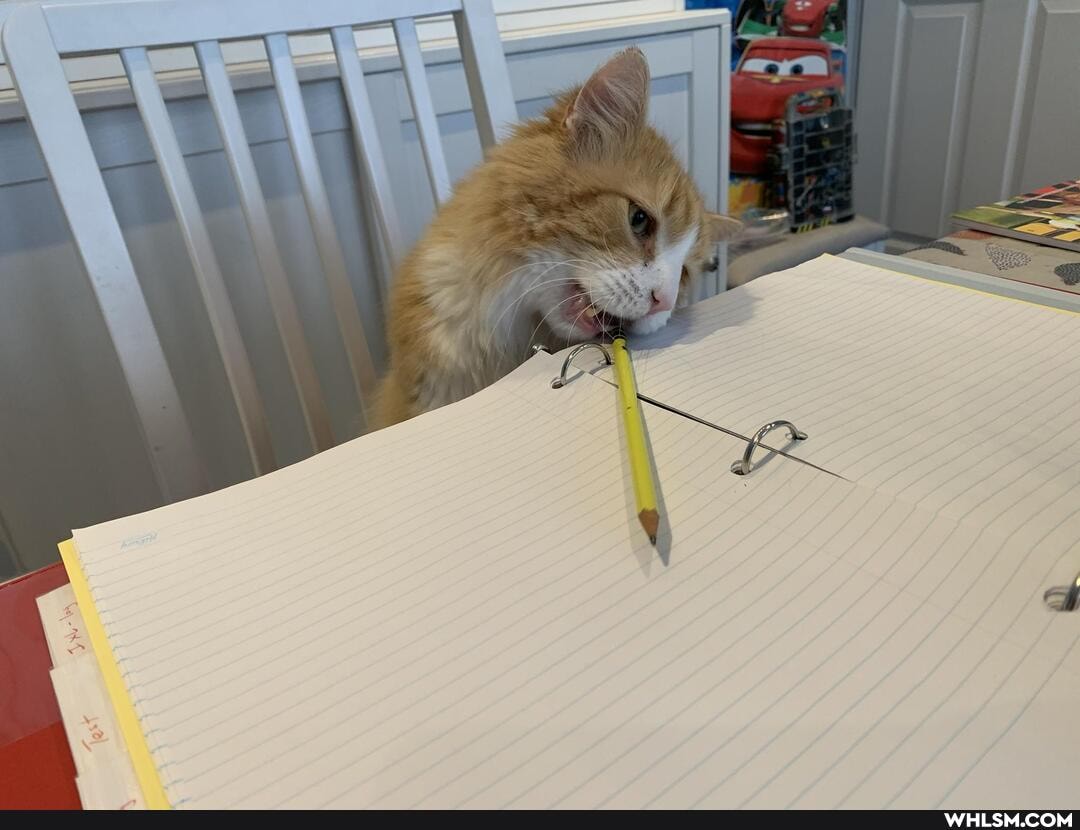 cat
