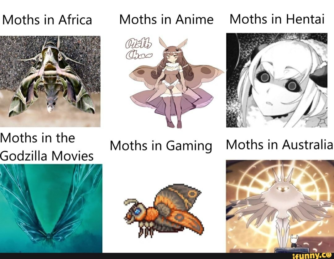 Moths in Africa Moths in Anime Moths in Hentai Moths in the Moths in in ...