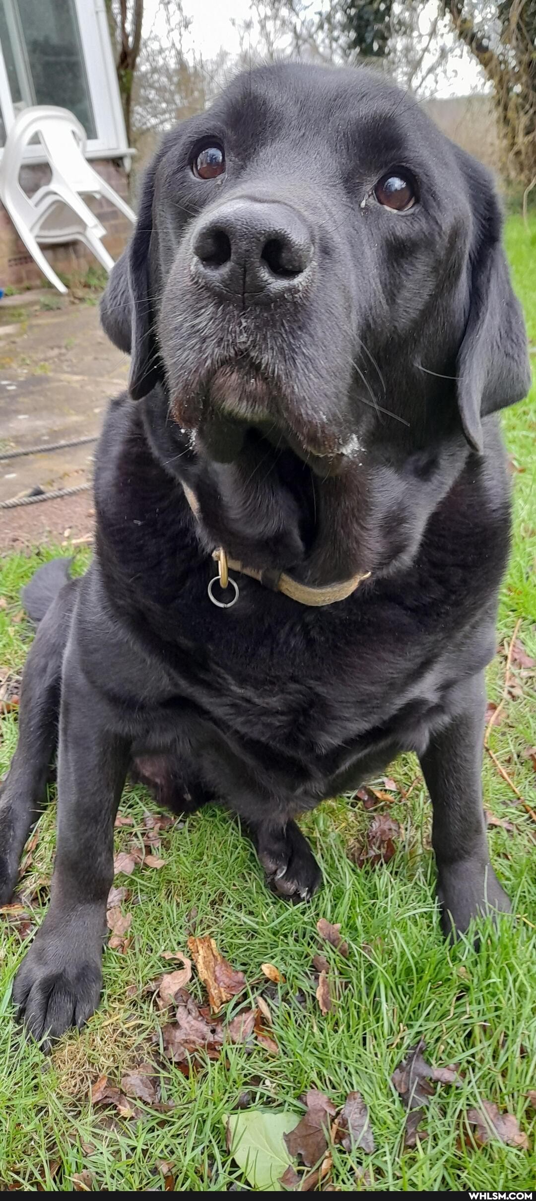 dog, doggo, pets