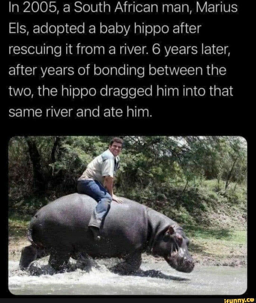 In 2005, a South African man, Marius Els, adopted a baby hippo after ...