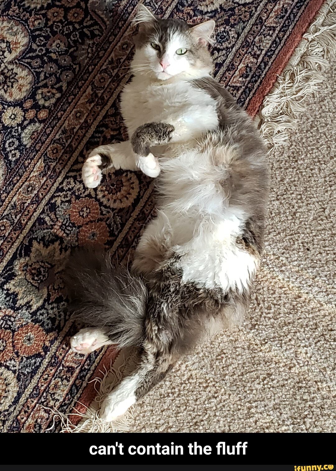 can't contain the fluff - can't contain the fluff