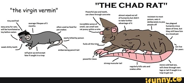 chad-meme - Rad Rat Video