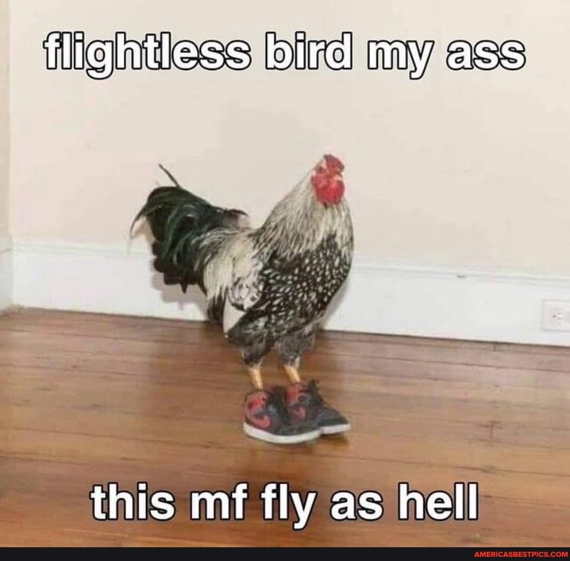 Flightless bird my ass this mf fly as hell America’s best pics and videos