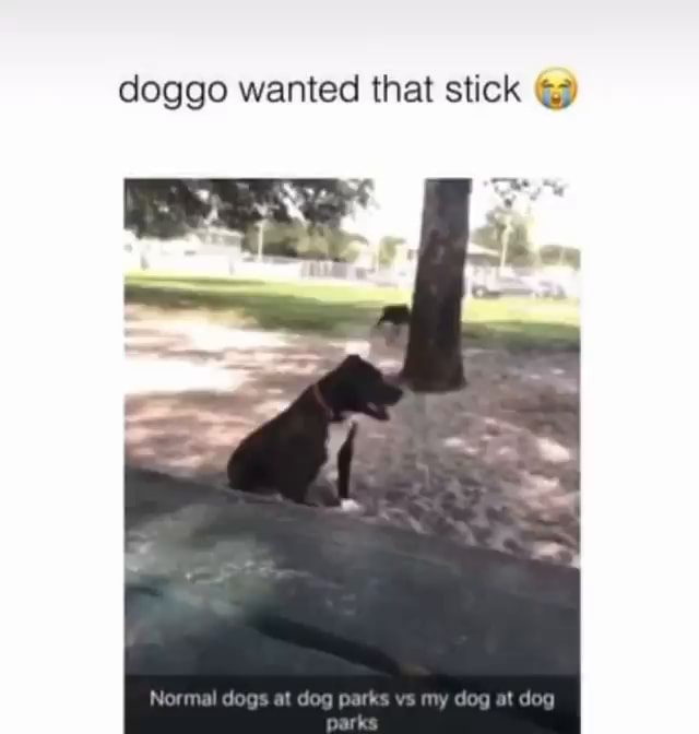 zesty dog meme｜TikTok Search