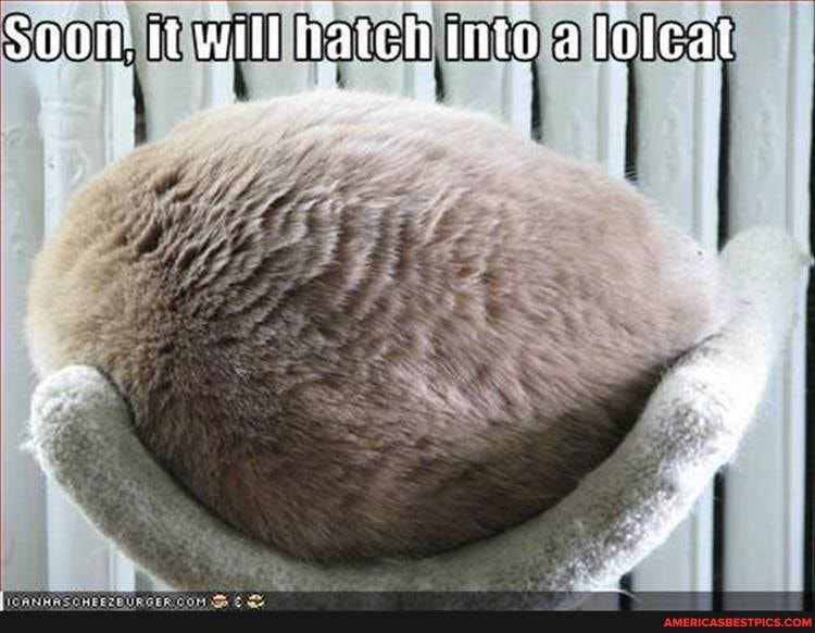 Soot it Will hatch into a loleat