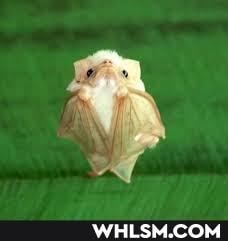 halloween, bats, today_i_learned, cute_animals