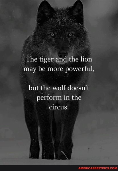 The tiger the lion may be more powerful,
but the wolf doesn't perform in the circus.