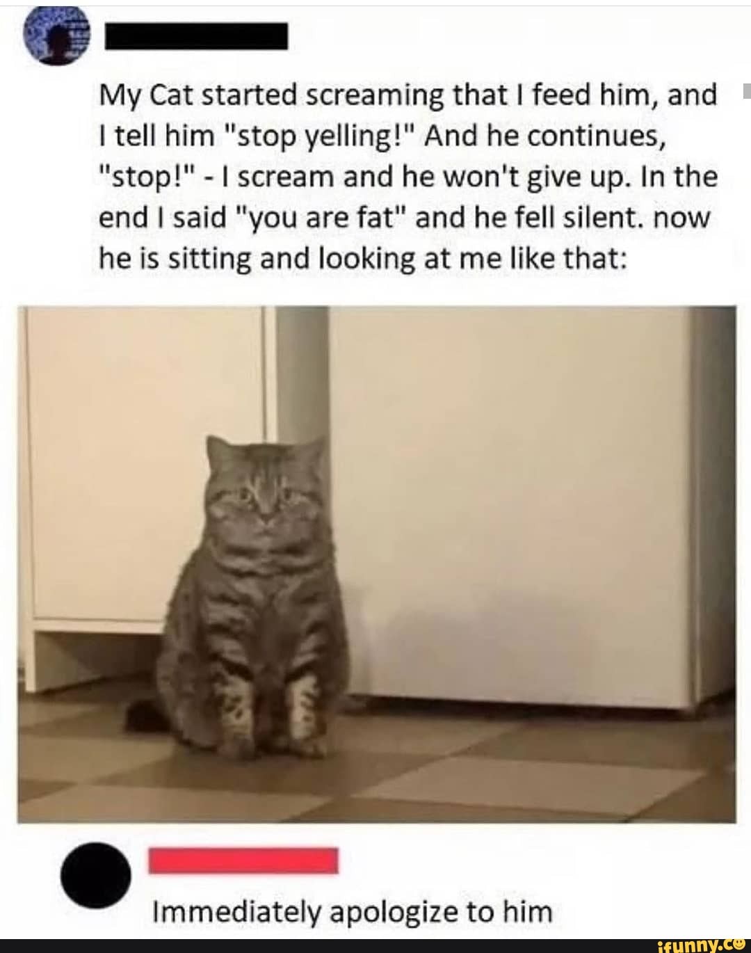 My Cat started screaming that I feed him, and tell him "stop yelling!" And he continues,
"stop!" - I scream and he won't give up. In the end I said "you are fat" and he fell silent. now he is sitting and looking at me like that:
Immediately apologize to him