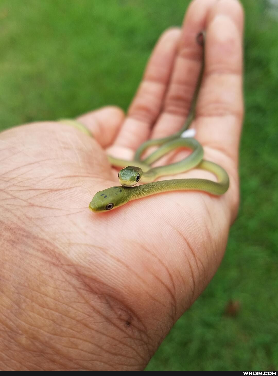 nature, baby, baby_animals, snake, the_great_outdoors