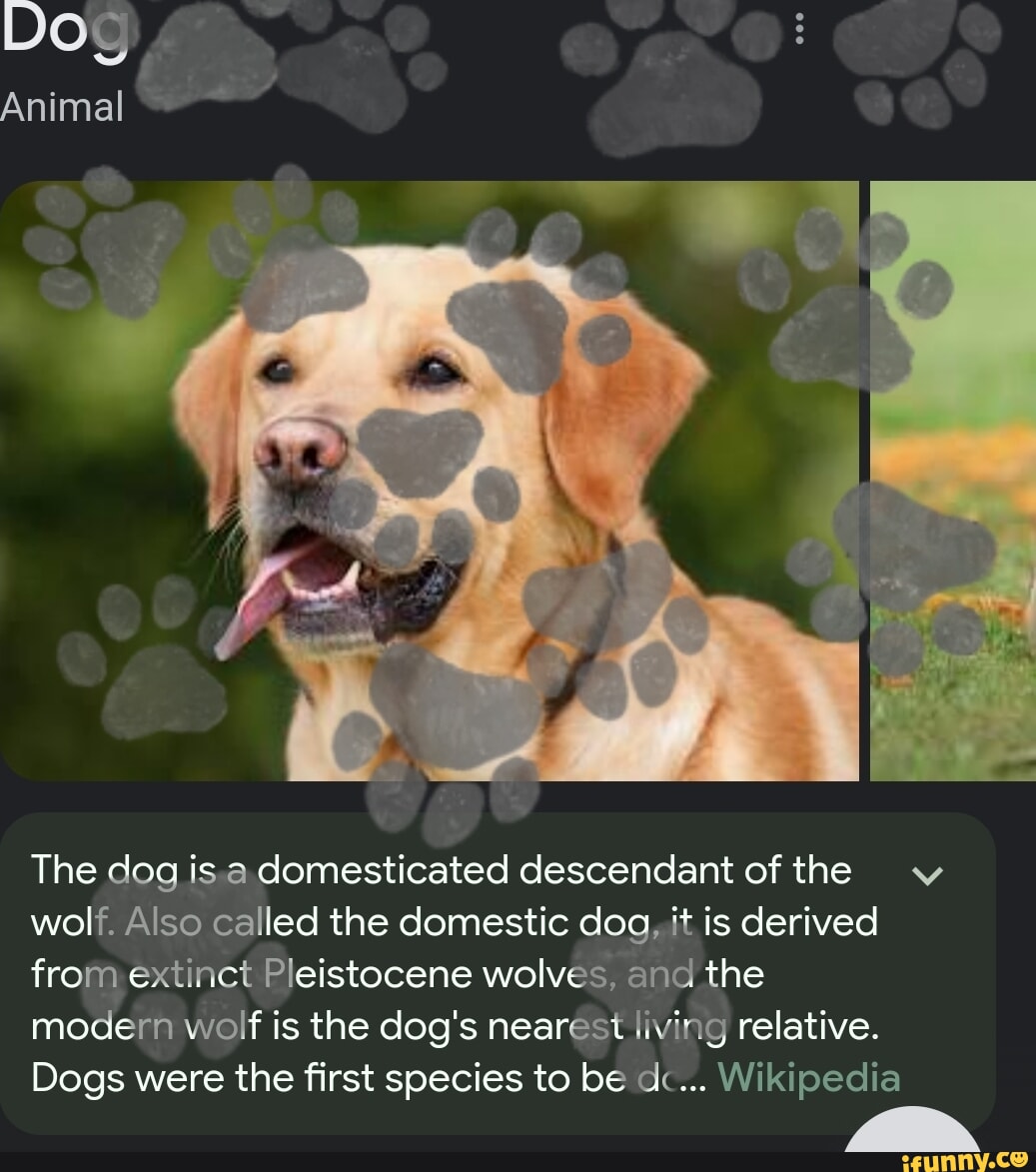DOg Animal The dog is a domesticated descendant of the v wolf. Also