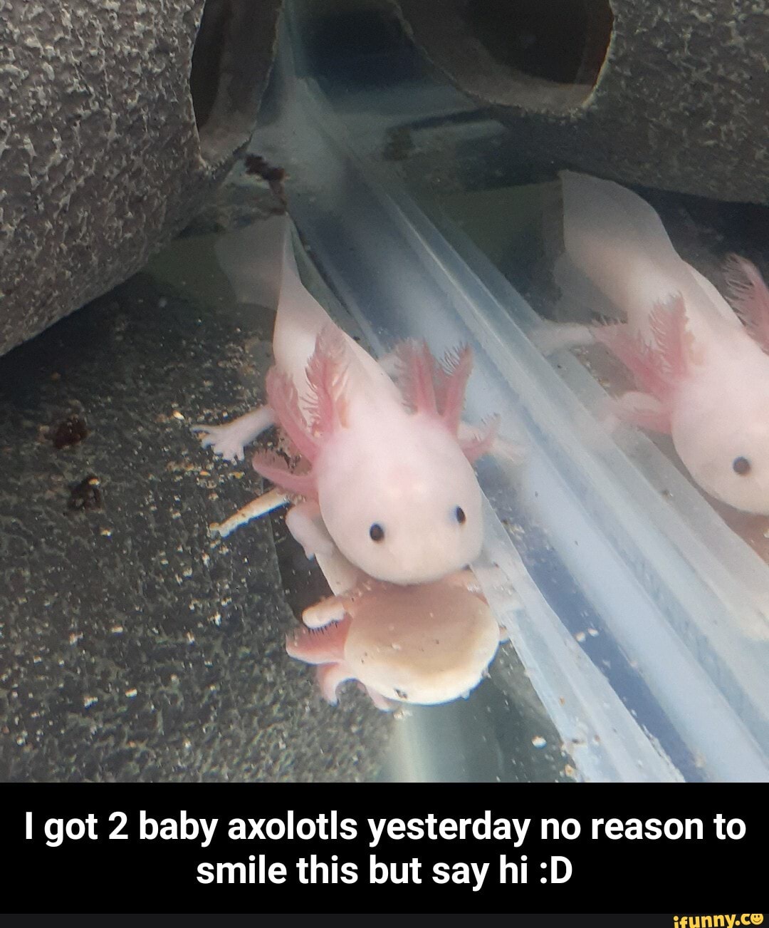 Got 2 Baby Axolotls Yesterday No Reason To Smile This But Say Hi D I Got 2 Baby Axolotls Yesterday No Reason To Smile This But Say Hi D