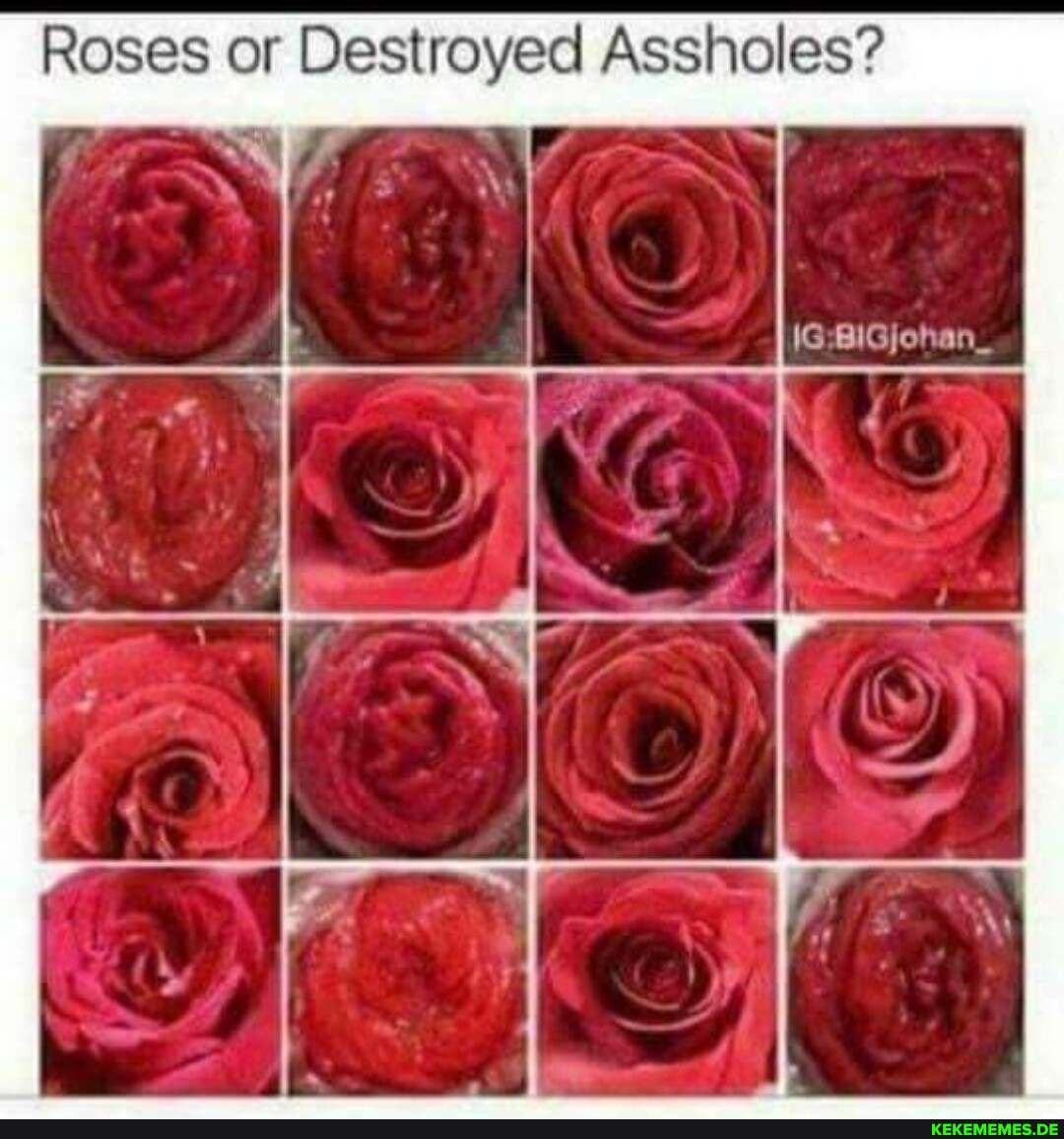 Roses or Destroyed Assholes? IG BIGyoh an_ I I I