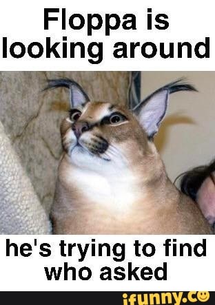 Floppa is looking around
he's trying to find who asked