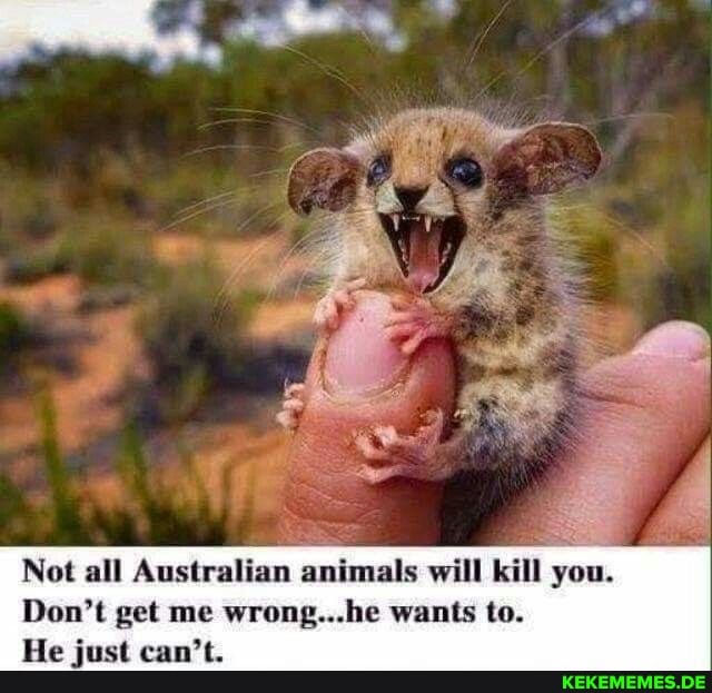 Not all Australian animals will kill you.
Don't get me wrong...he wants to.
He just can't.