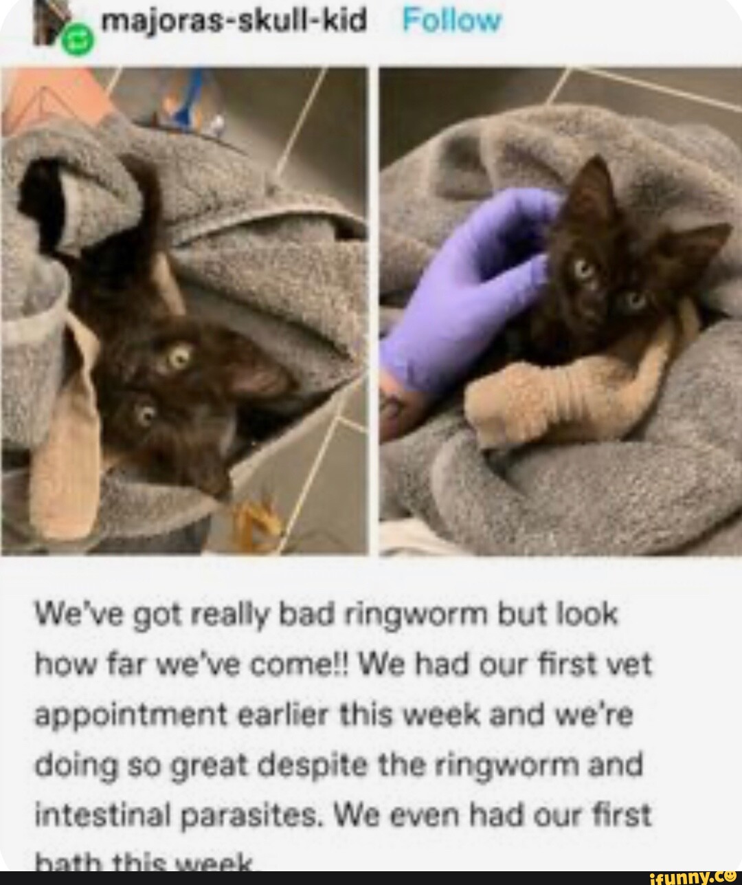 Ringworm memes. Best Collection of funny Ringworm pictures on iFunny Brazil