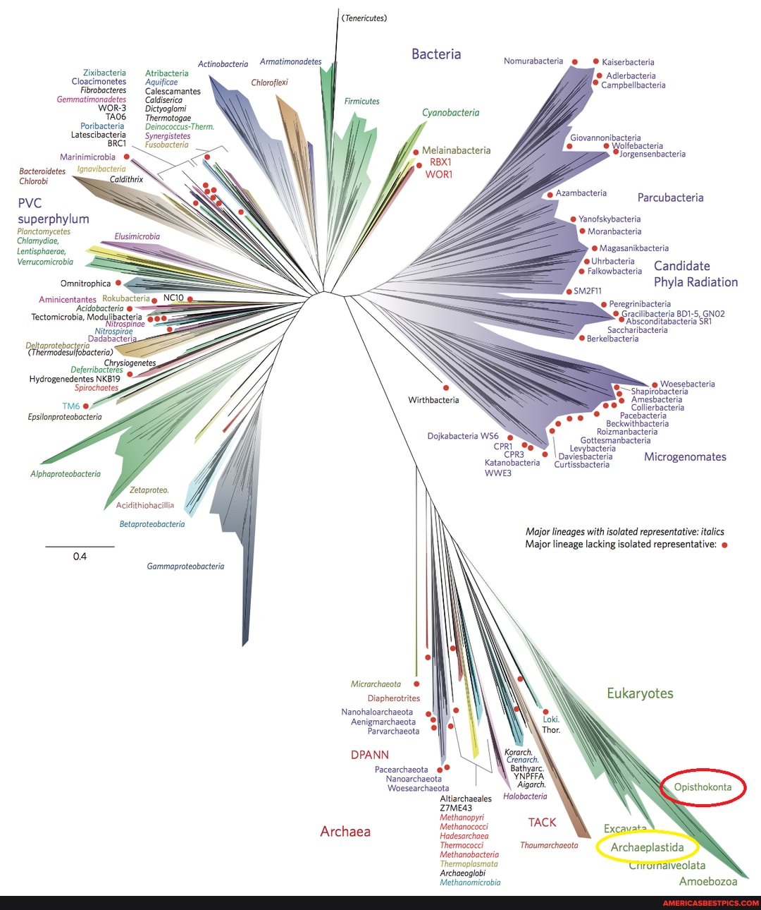 Cieboctes Colscamantes poribacter Therm
SSS
INK
Pvc
Phyla Radiation
Dadabactenia
Epsilonproteobacteria
Eukaryotes
Thor.
'Opisthokonta
Archaea