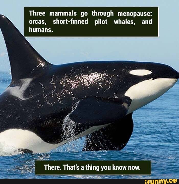 Three mammals go through menopause orcas, shortfmned pilot whales